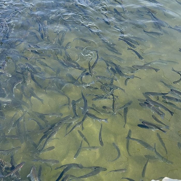 Puiet pastrav curcubeu 10/15 gr