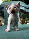 Pui de pisica spre adoptie