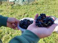 Aronia tufe pe rod