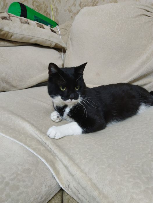 Отдам в добрые руки кота