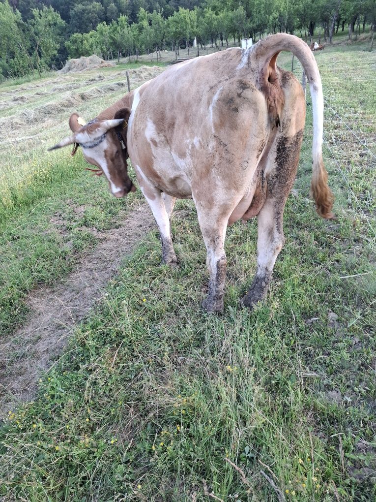 Vaca fata recent