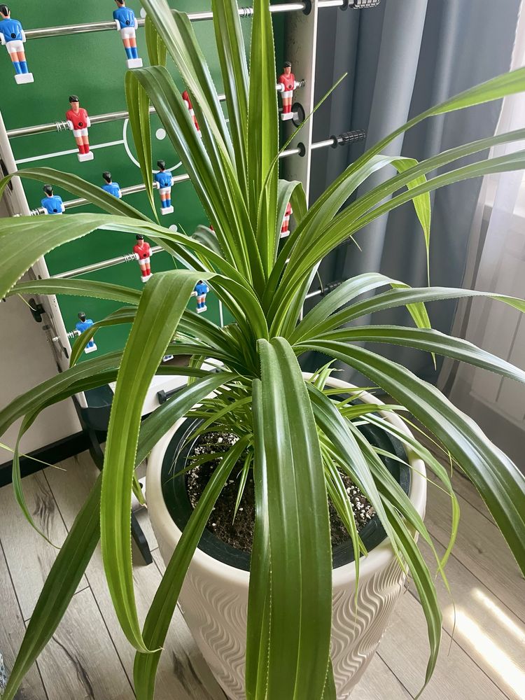панданус (Pandanus)  Комнатное растение