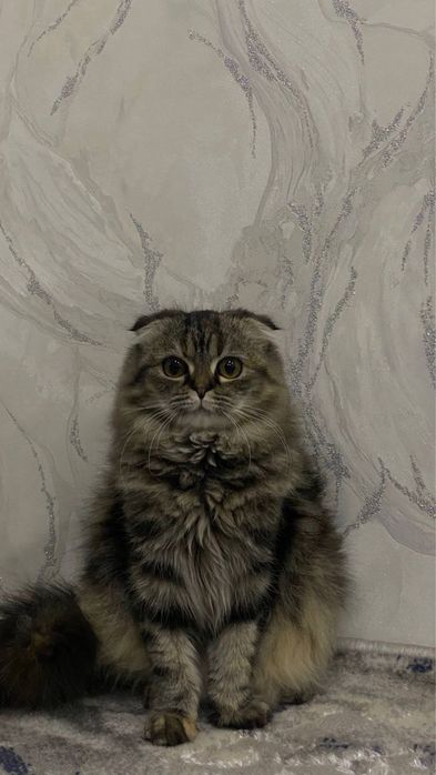 Скотиш фолд хейланд