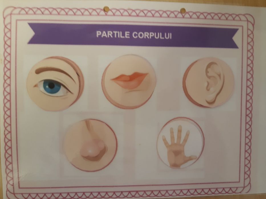 Dosar planșe activități asocieri-potriviri,învătarea animale,culori
