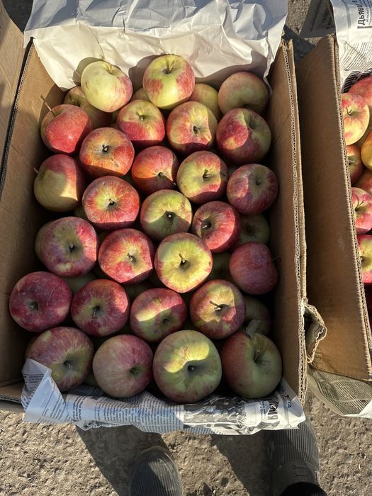 Продам апорт алматинский