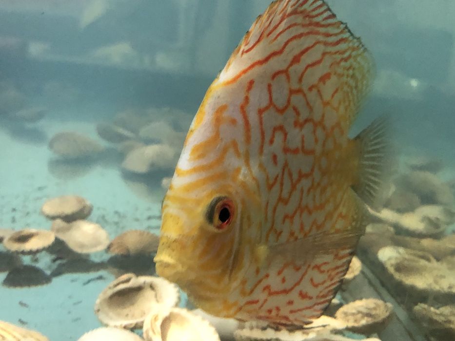 Продается дискус пейджин