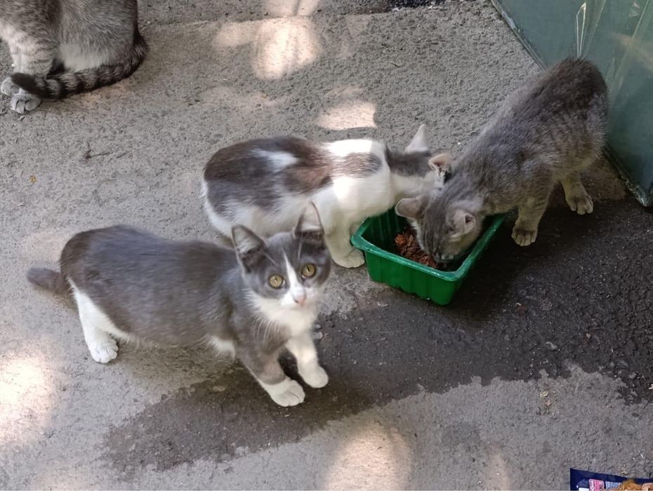 Очароватильные котята в поисках любящих хозяев!