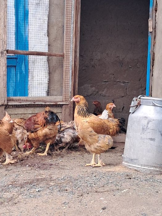 Подарю домашних кур брам