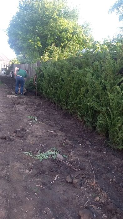 Plante ornamentale & gazon rulou