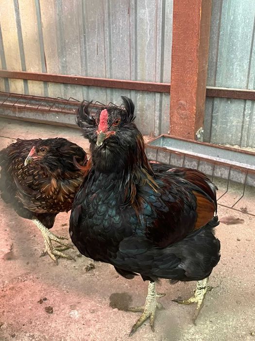 Vând găini araucana