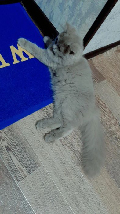 Зотдор киз мушукча сотилоди