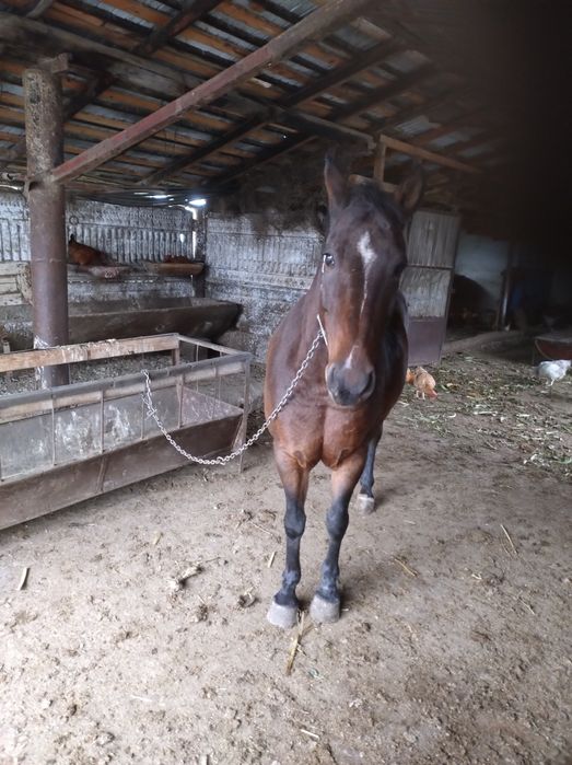 Se vinde cal,negociabil