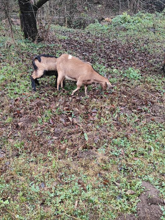 Vând capre  alpine