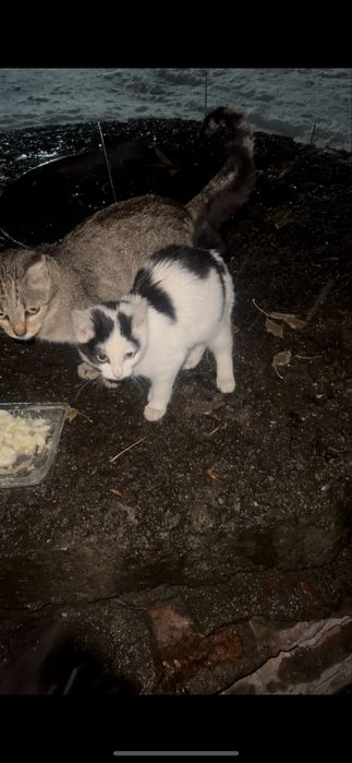 Котята в поисках дома