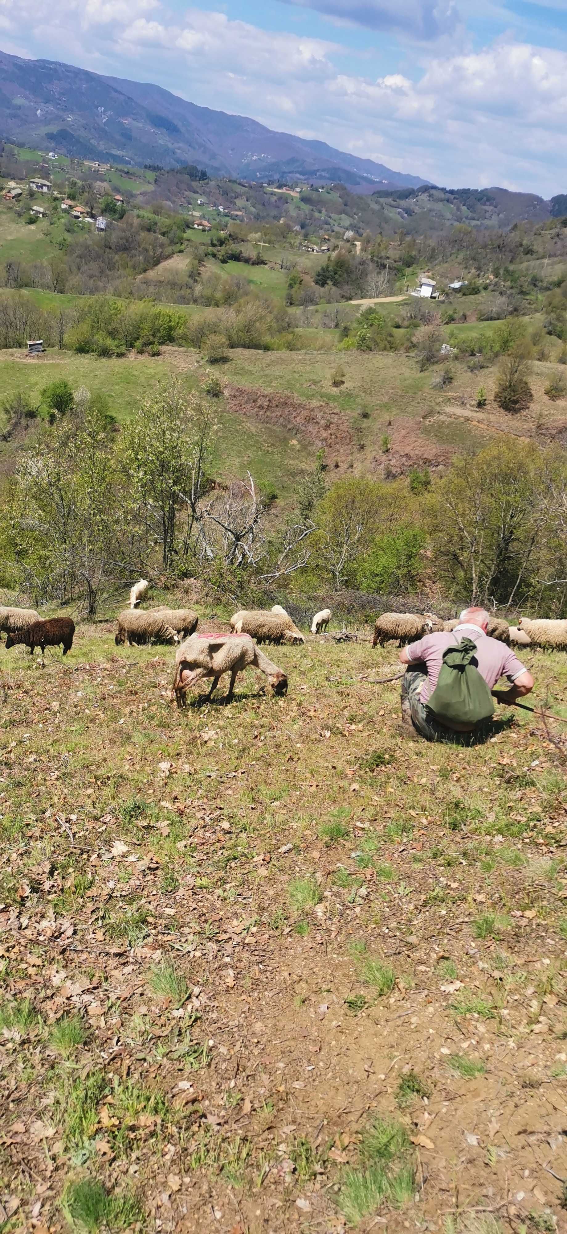 Продажба на животни и месо (овце и кози) от Родопите.