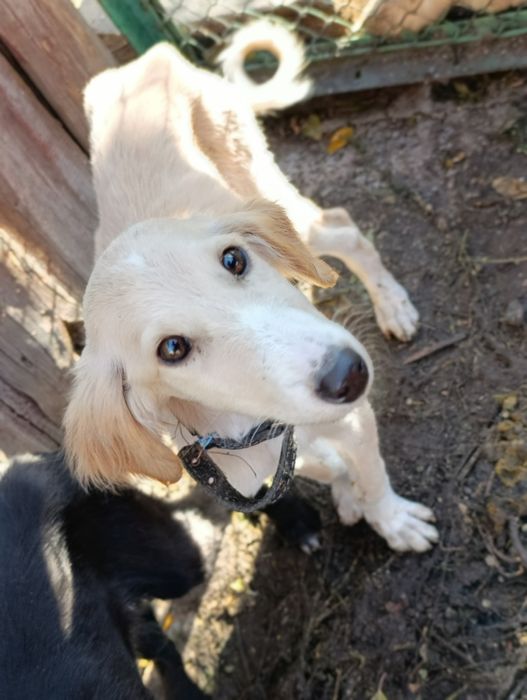 Щенки ищут ответственных хозяев!