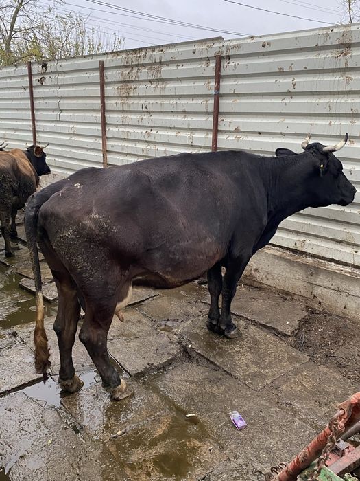 Vacă de vânzare, vârstă 6 ani