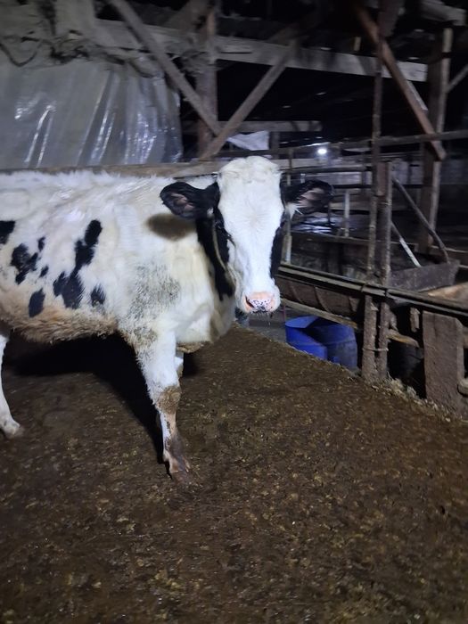 Голштен фриз оуножин