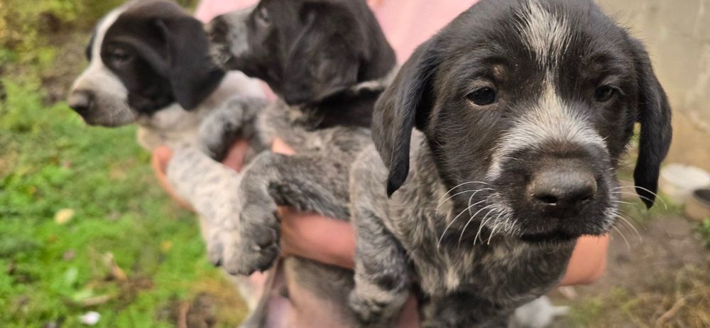 Подарявам малки кученца за 2лв