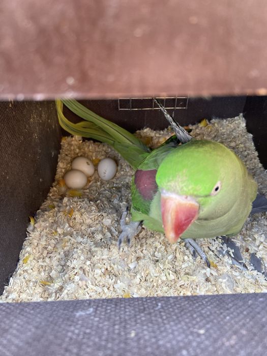 Pereche marele alexandru