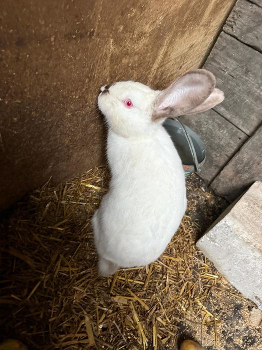 Vând iepurite pret negociabil la mai multe bucăți.