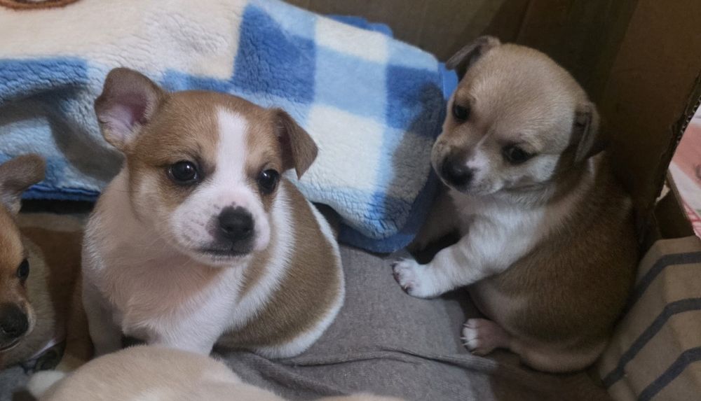 Кученца от дребна порода