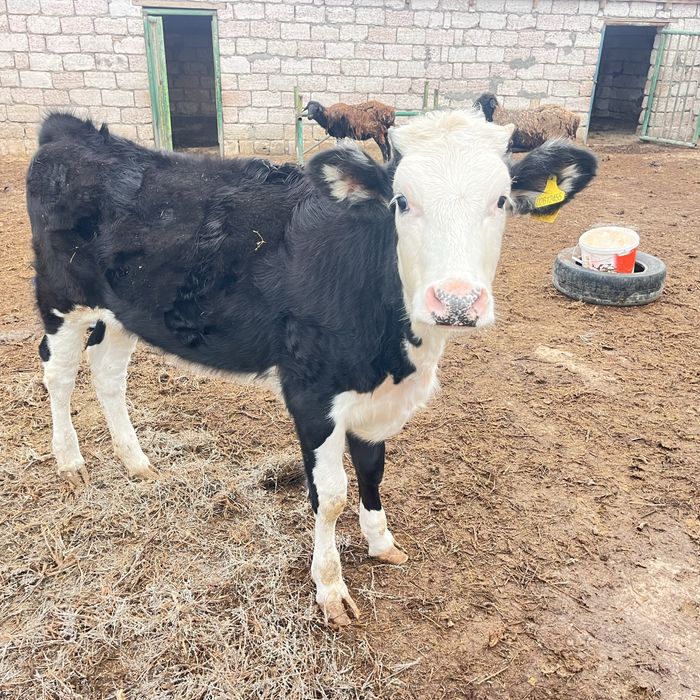 Голштин сиырлар сатылады