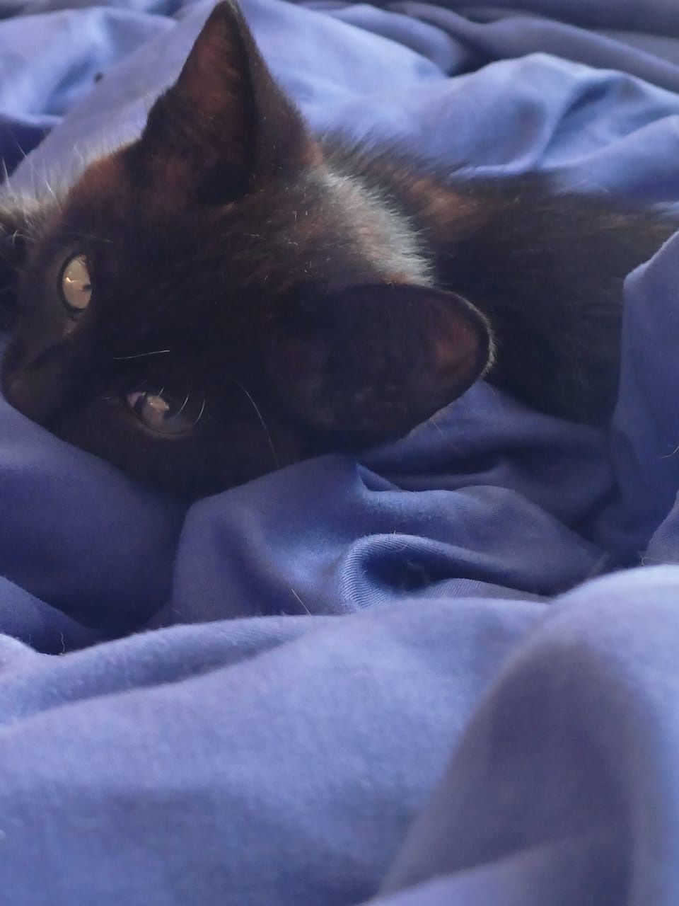 Котенка в хорошие руки