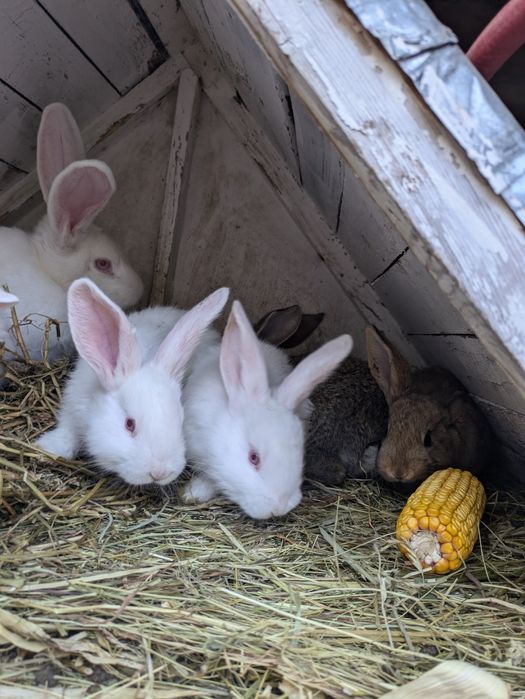 De vânzare iepurași