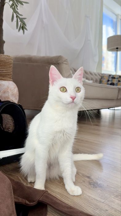 Отдам кошечку Айси. Стерилизована