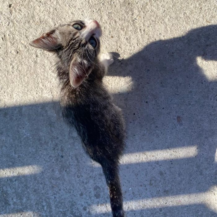 Ofer spre adoptie pui pisica