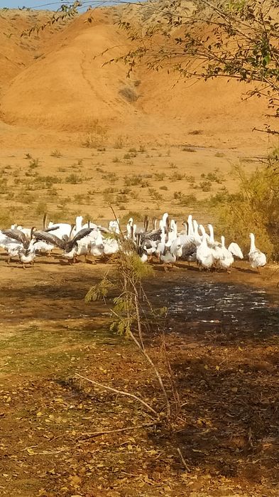 Продам гусей. Индюков павлинов