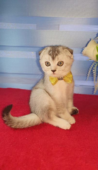 Продаётся котята