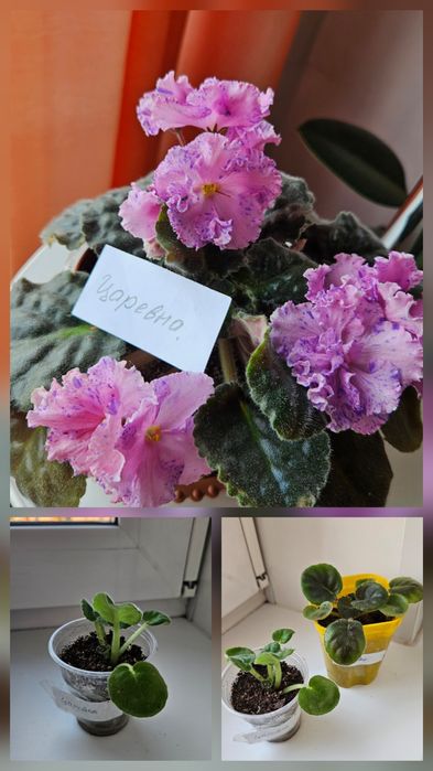 Продам фиалки сортовые