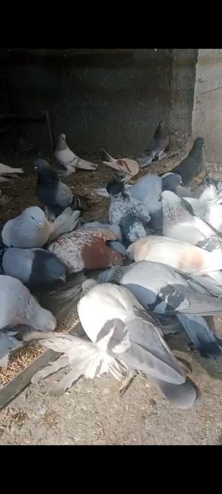 Продам домашних голубей