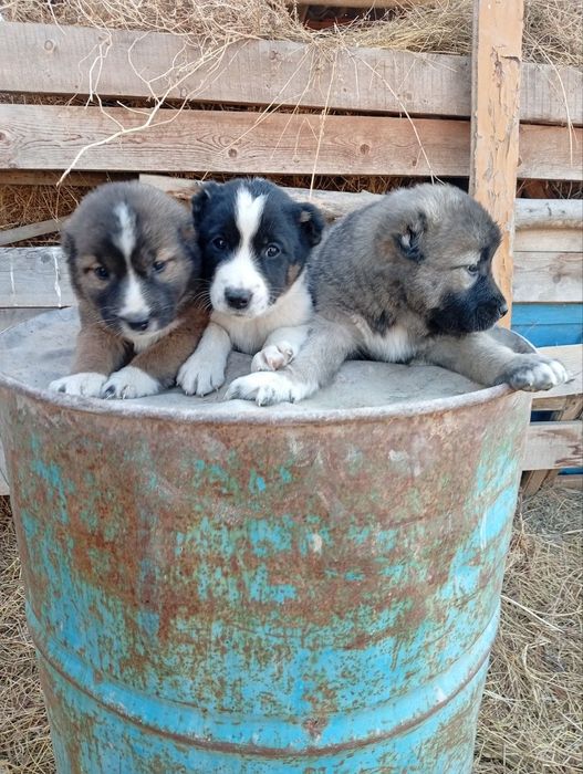 Alabay gidiklar Sotiladi