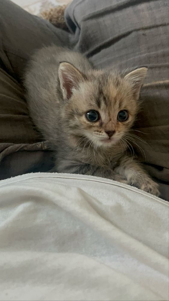 Отдам котенка в любящий домик