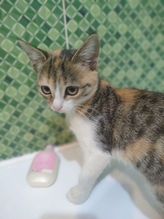 Вот такая супер Котя. Будет отлично ловить мышей