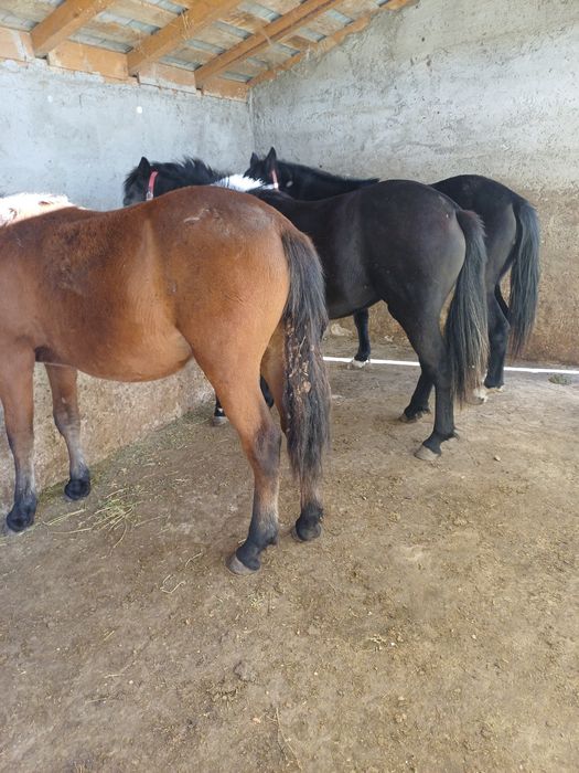 Vând 3 iepe tinere Preț 2000 euro toate 3