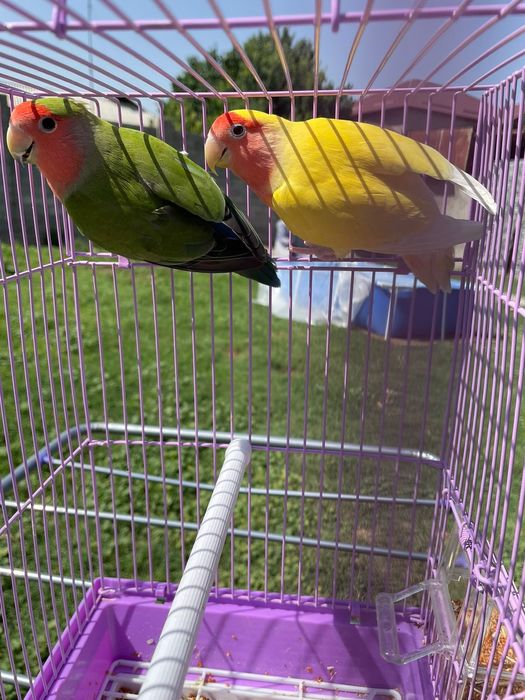 Продам пара попугай  папугай неразлучники