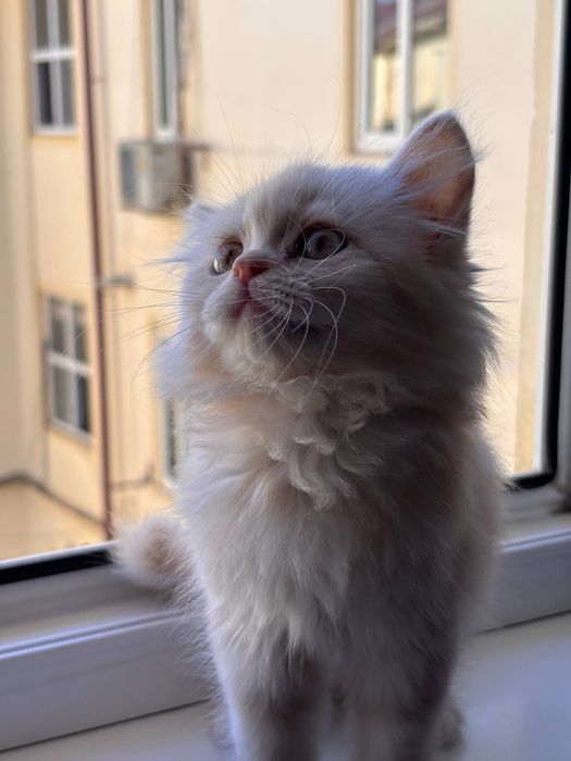 продается породистая кошка