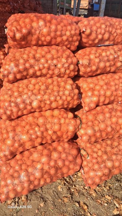 Лук отборный   к