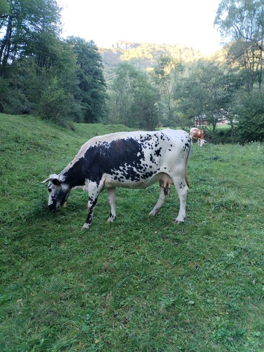 De vânzare.Vaca gestantă