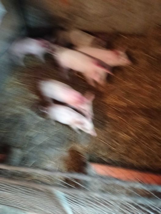 Vind purcei de 8 saptamini
