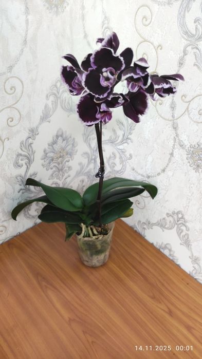 Комнатные растения Алматы