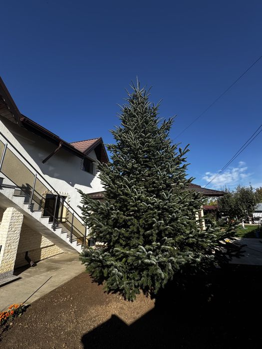 Brad natural de vanzare