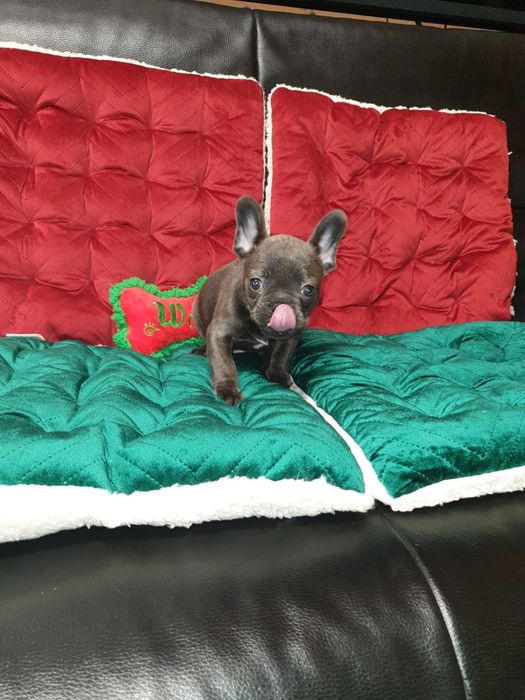 Bulldog francez blue mascul