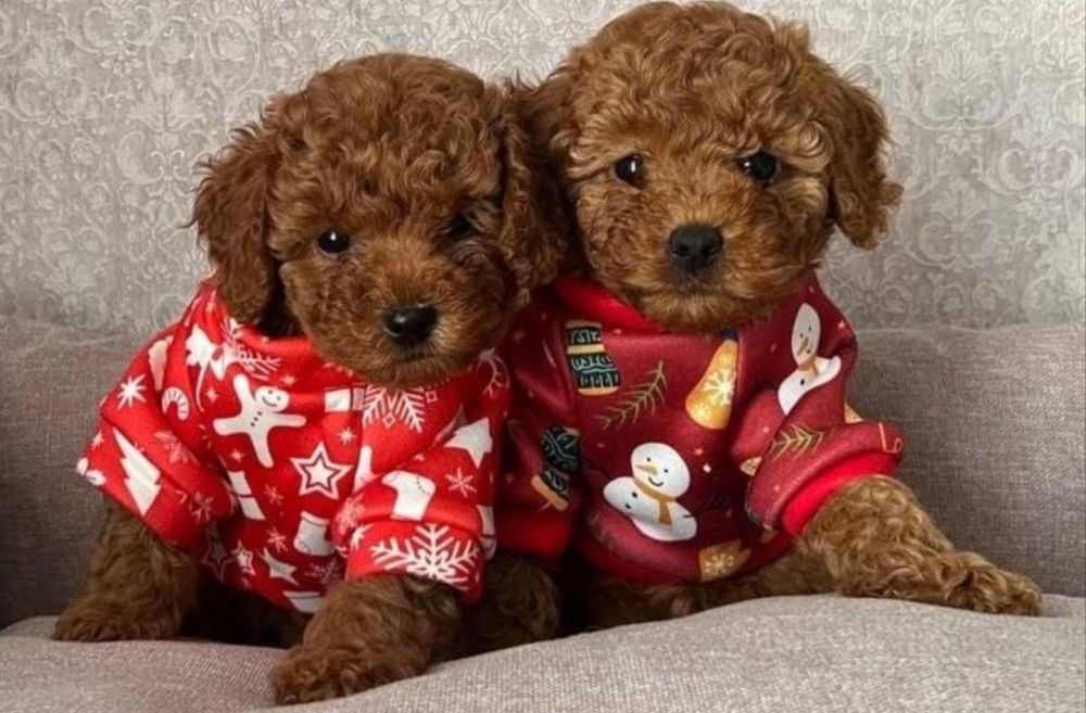 Мальтипу Ф_1 шикарный Мальчик и девочка