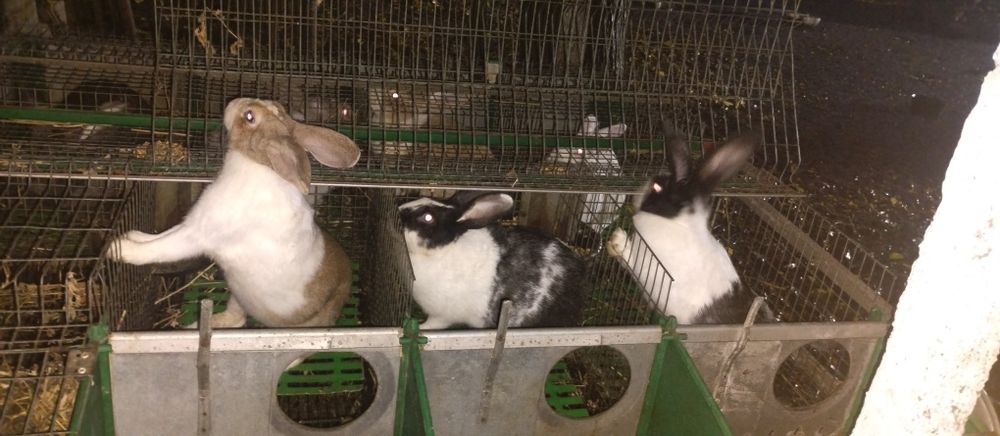 Vând iepuri hycole francez femele gestante