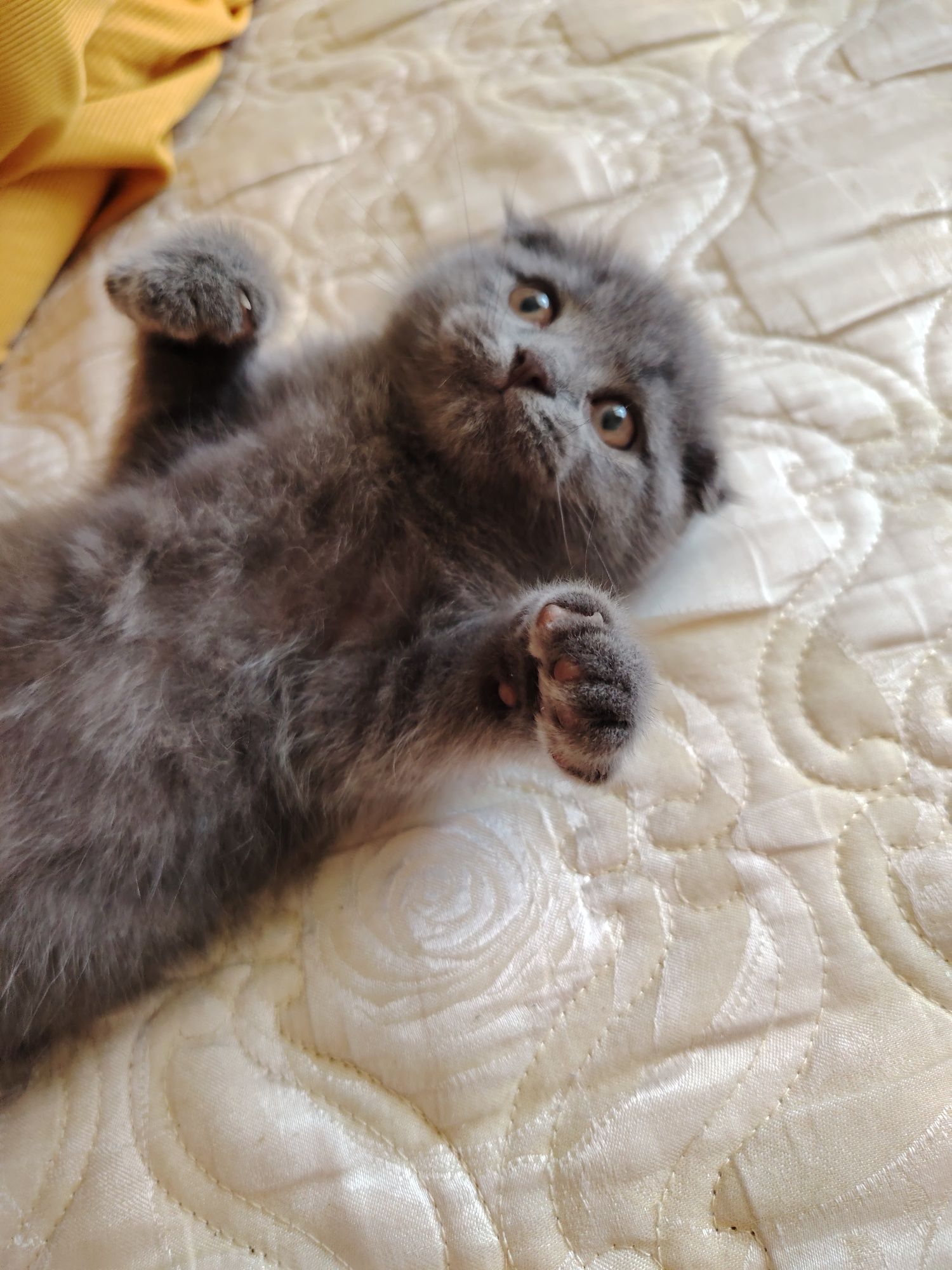 Срочно Кошка Сотилади